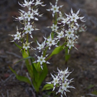 Wurmbaea sp